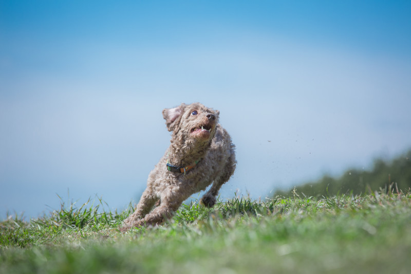 dog
